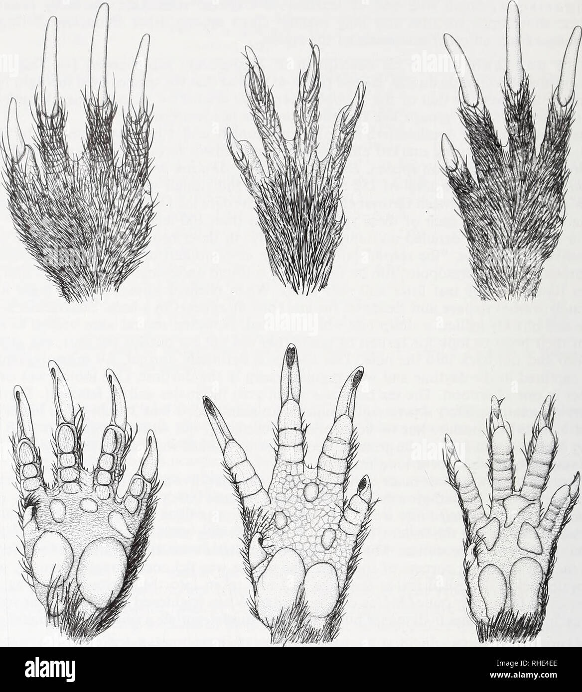 . Bonner zoologische Beiträge : Herausgeber: Zoologisches Forschungsinstitut und Museum Alexander Koenig, Bonn. Biology; Zoology. 228 Sigmodontine rodents from southeastern Brazil. Fig. 19: Left hands of sigmodontine rodents. Upper row dorsal surface, from left, Chelemys megalonyx, fossorial; Oxymycterus amazonicus, nonfossorial surface digger; Brucepat- tersonius griserufescens, terrestrial semiscansorial. Lower row, palmar surface of same hands in same order as shown above. vibrissae on three middle manual digits extremely sparse or absent on digits I and V; sphenopalatine vacuities absent;  Stock Photo