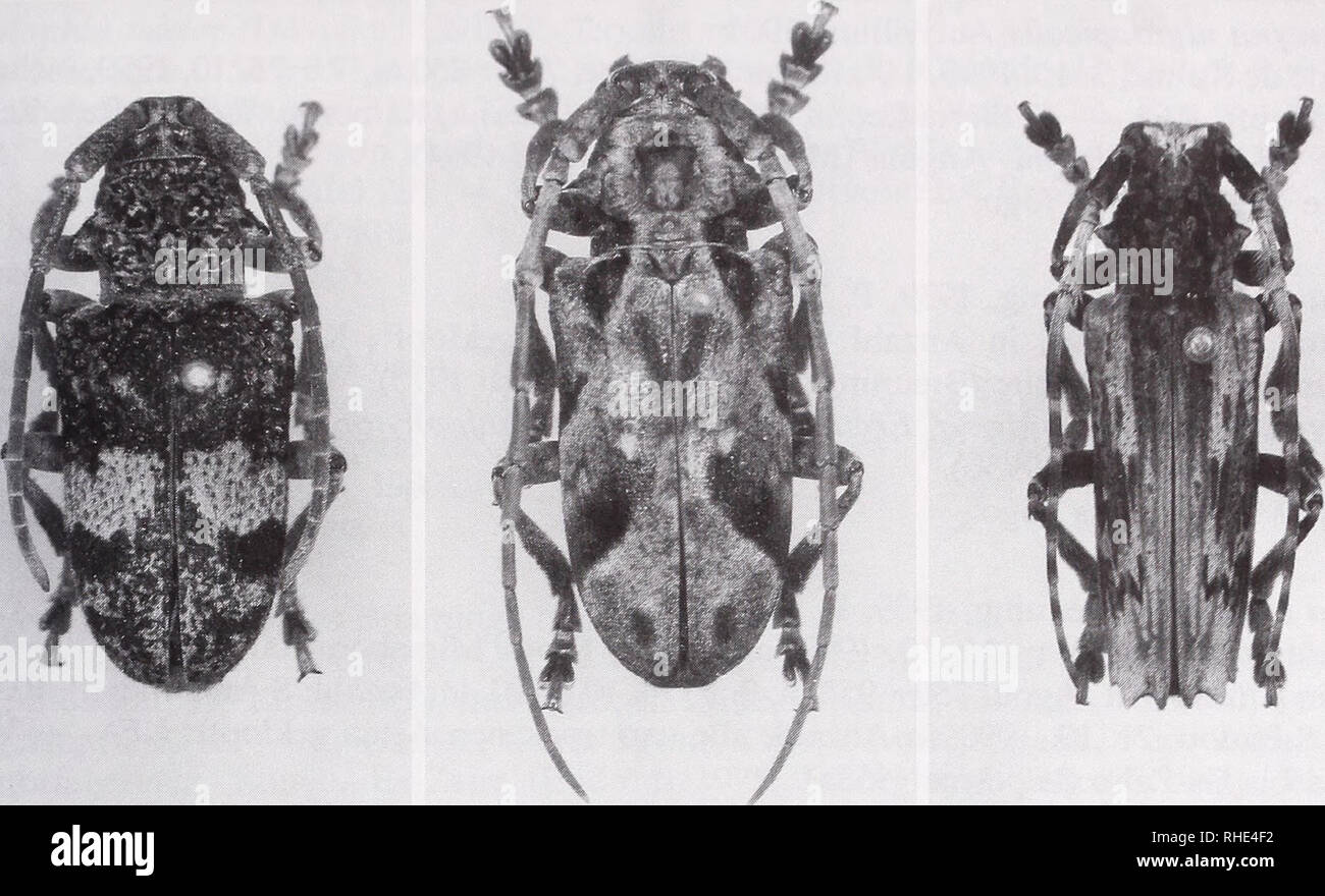 1990 fotos hires stock photography and images Alamy