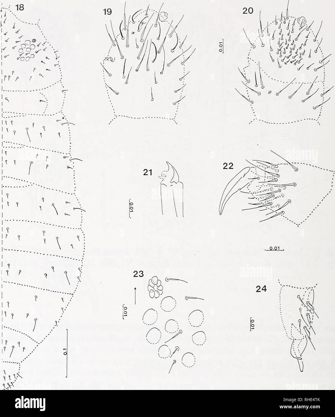. Bonner zoologische Beiträge : Herausgeber: Zoologisches Forschungsinstitut und Museum Alexander Koenig, Bonn. Biology; Zoology. 106 W. Weiner &amp; J. Naijt. Figs 18—24: Brachystomellides navarinensis sp. n. Fig. 18 — dorsal chaetotaxy. Fig. 19 — antennal segment III and IV, dorsal side. Fig. 20 — antennal segment III and IV, ventral side. Fig. 21 — maxilla. Fig. 22 — leg III. Fig. 23 — postantennal organ and ocelli. Fig. 24 — furca. a. s. 1., understorey sparse, with Acaena ovalifolia and Viola magellanica (NAV-1), 4 speci- mens on slides and some specimens in alcohol. Brunswick Peninsula,  Stock Photo