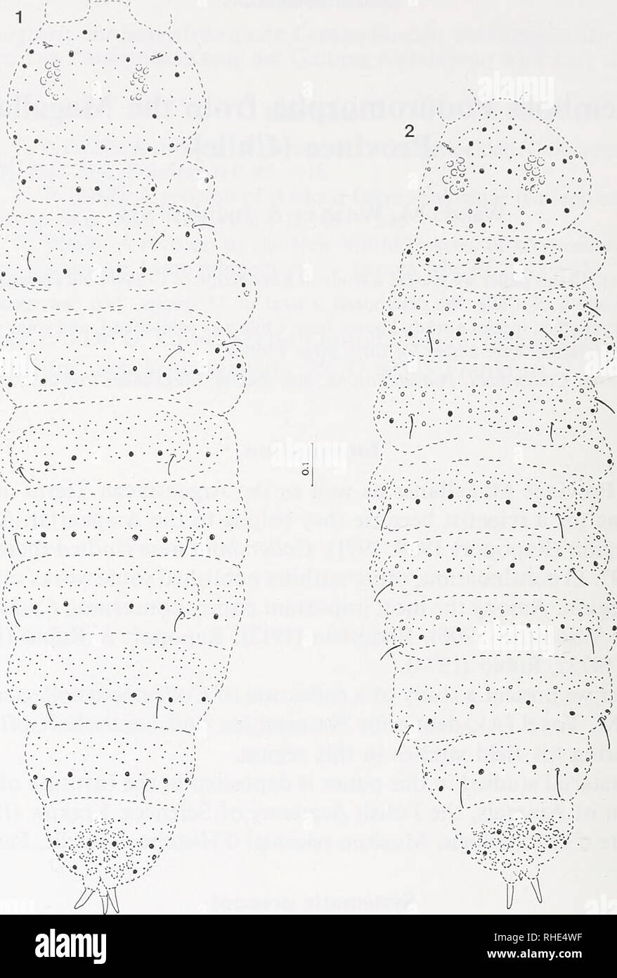 . Bonner zoologische Beiträge : Herausgeber: Zoologisches Forschungsinstitut und Museum Alexander Koenig, Bonn. Biology; Zoology. 100 W. Weiner &amp; J. Naijt. Figs 1—2: Schema of dorsal chaetotaxy. Fig. 1 — Triacanthella najtae. Fig. 2 — Triacanthella vogeli sp. n. (Scales in mm). mesic grassland, vegetation consisting of Festuca gracilima, Agropyron spp., Agrostis spp., Deschampsia spp. and Poa spp. (CHA-1), 2 specimens; shrub steppe, peculiarly developed upon former dunes near the coast, vegetation with Berberís buxifolia, Lepidophyllum cupres- siforme, Baccharis magellanica and new growth  Stock Photo