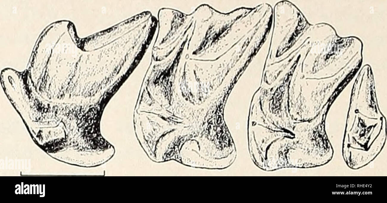 C koenig hi-res stock photography and images - Page 4 - Alamy