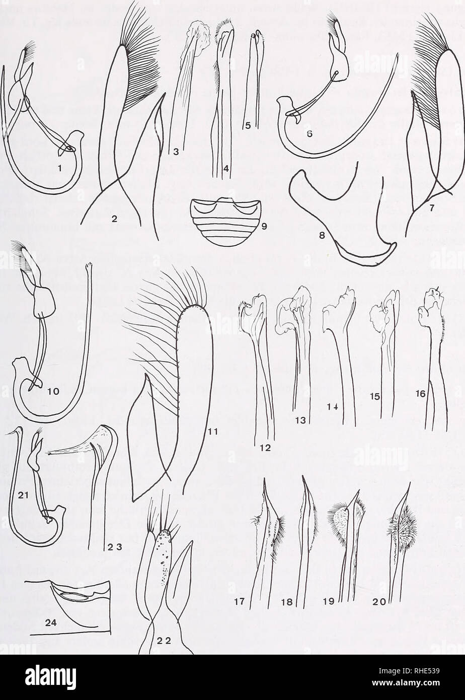 . Bonner zoologische Beiträge : Herausgeber: Zoologisches Forschungsinstitut und Museum Alexander Koenig, Bonn. Biology; Zoology. Coccinellidae aus Rwanda 17. Tafel 1: 1 — 8: Scymnus rwandensis sp. n.: 1 — 3 Holotypus: 1 Holotypus (b); 2 Tegmen (c); 3 Siphospitze (c); 4 Siphospitze, Kibale Forest (c). 5—9 Paratypen: 8 Siphonalbasis (c); 9 Abdomen (a). — 10—16: Scymnus usambaricus: 10—12 Cyamodungo; 13 Bulengwa; 14, 15 Paratypen; Lectotypus von S. luniferus. — 17—20: Scymnus alluaudi, Siphospitzen: 17 Gár- garo Tana; 18 Kamerun, Nkolentangan; 19 Tanzania, Duluti; 20 id. Usa River. — 21—24 Nephu Stock Photo
