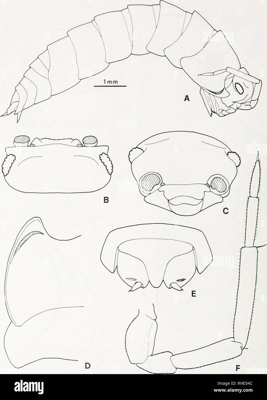 Bonner Zoologische Beitrage Herausgeber Zoologisches Forschungsinstitut Und Museum Alexander Koenig Bonn Biology Zoology 4 S Tai Ti Et Al Fig 3 Periscyphis Sudanensis N Sp 9 From Erkowit A Adult
