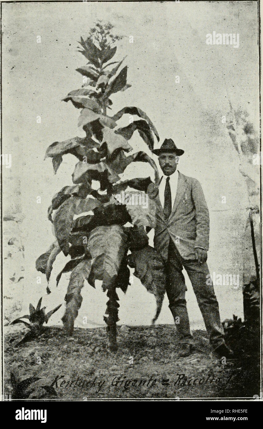 tobacco gigante plant Bollettino tecnico. Tobacco; Tobacco -- Italy. Stabilimento Tipografico  Rinascimento Fig. 1 — Kentucky Gigante N. 1. Altezza della pianta in flore  m: 2,33.. Please note that these images are extracted from