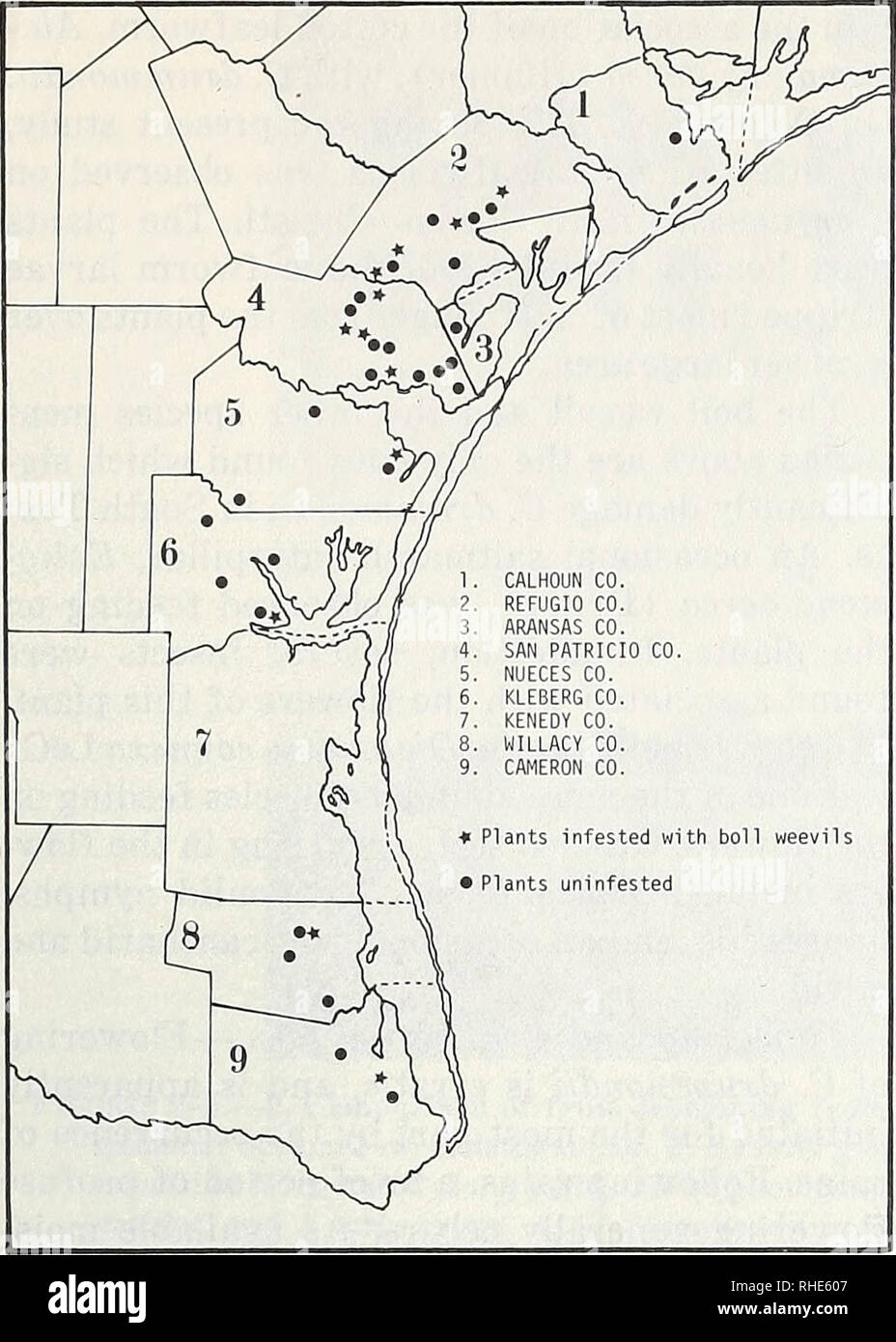 . Boll weevil suppression, management, and elimination technology : proceedings of a conference, February 13-15, 1974, Memphis, Tennessee. Boll weevil, Control, Congresses. Figure 1.—Distribution of Cienfuegosia driimmondii along the lower Texas gulf coast, with designation of localities infested by the boll weevil. Distribution based on records made during the present study, Fryxell (1969), and information provided by M. J. Lukefahr. Coastal Bend region of Texas (Gould and Box 1965). Kenedy County is the only county in this series in which C. drummondii is not known to occur. The reason for t Stock Photo