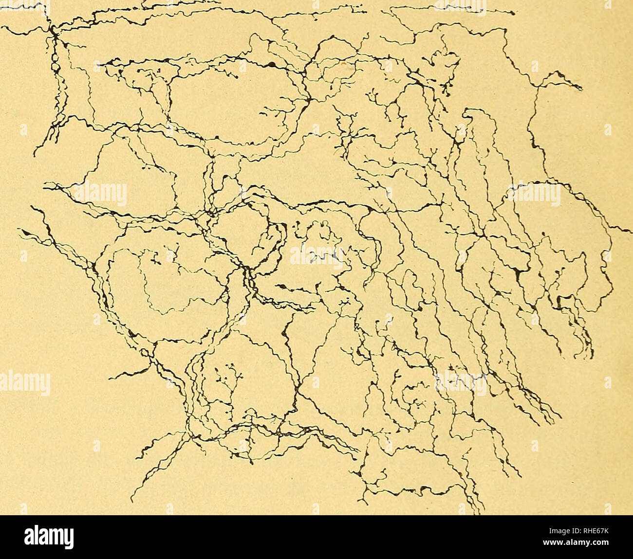 Linea di fibra hires stock photography and images Alamy