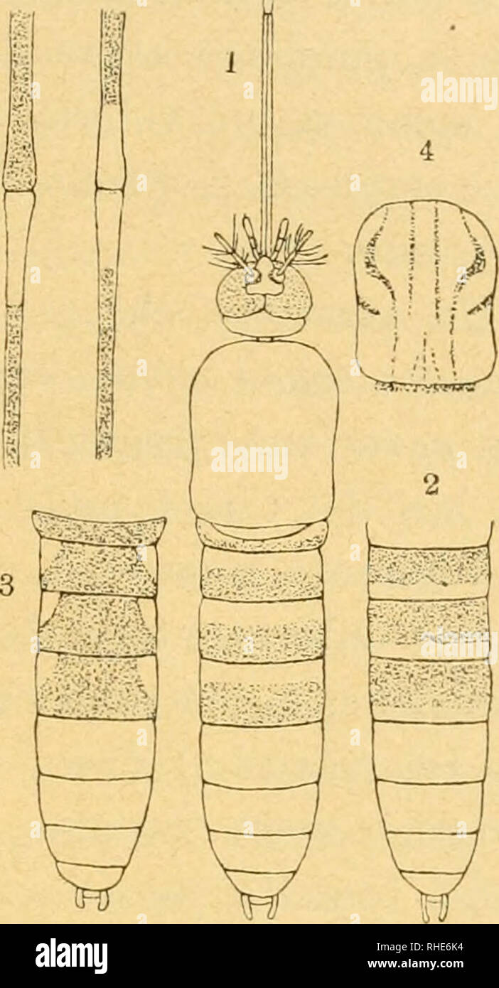 Bollettino Della Societã Entomologica Italiana Entomology