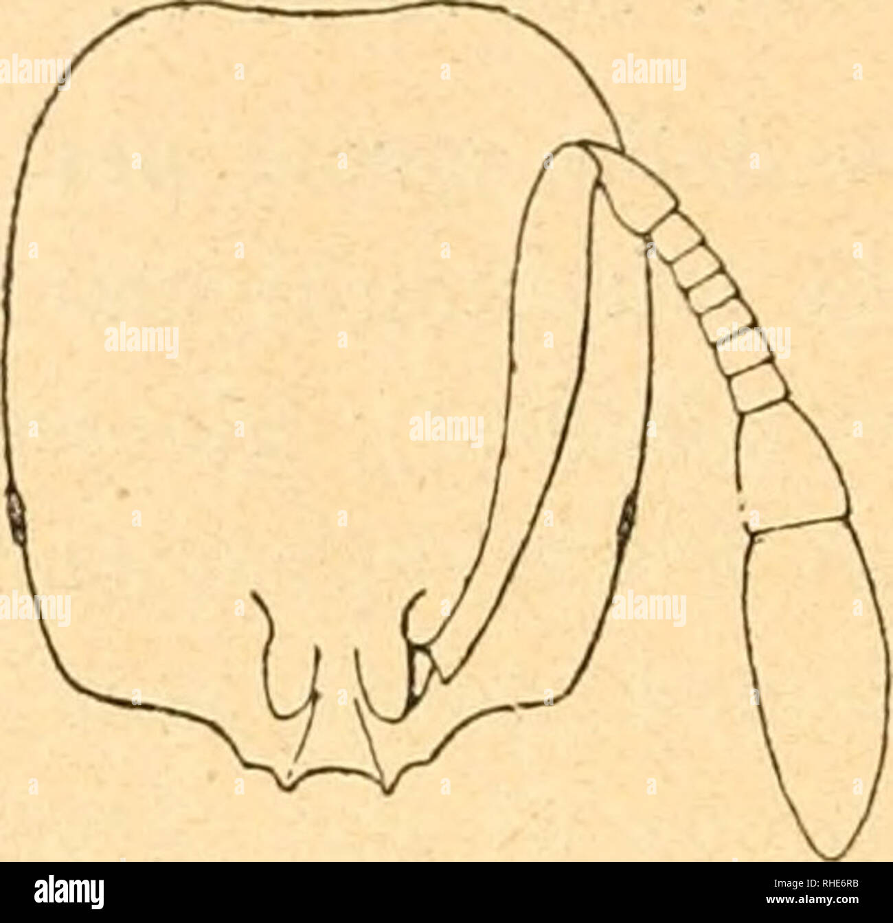 . Bollettino della SocietÃ entomologica italiana. Entomology. â 124 â ...