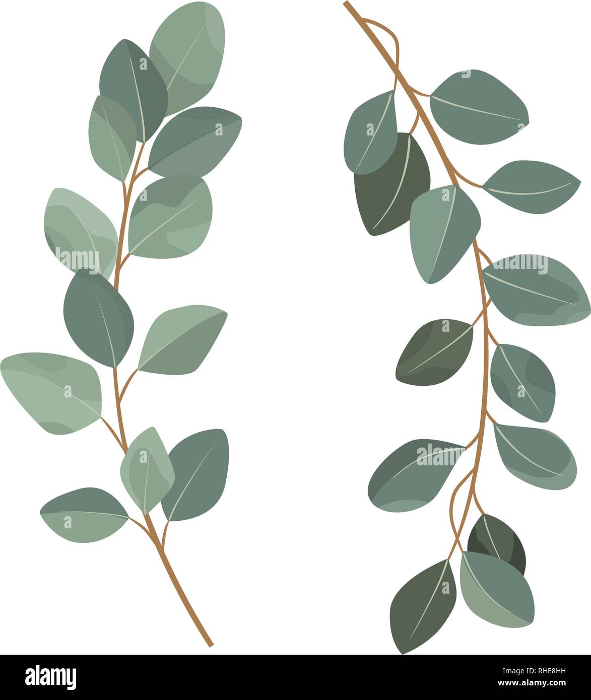 Set of eucalyptus branches isolated on white background Stock Vector