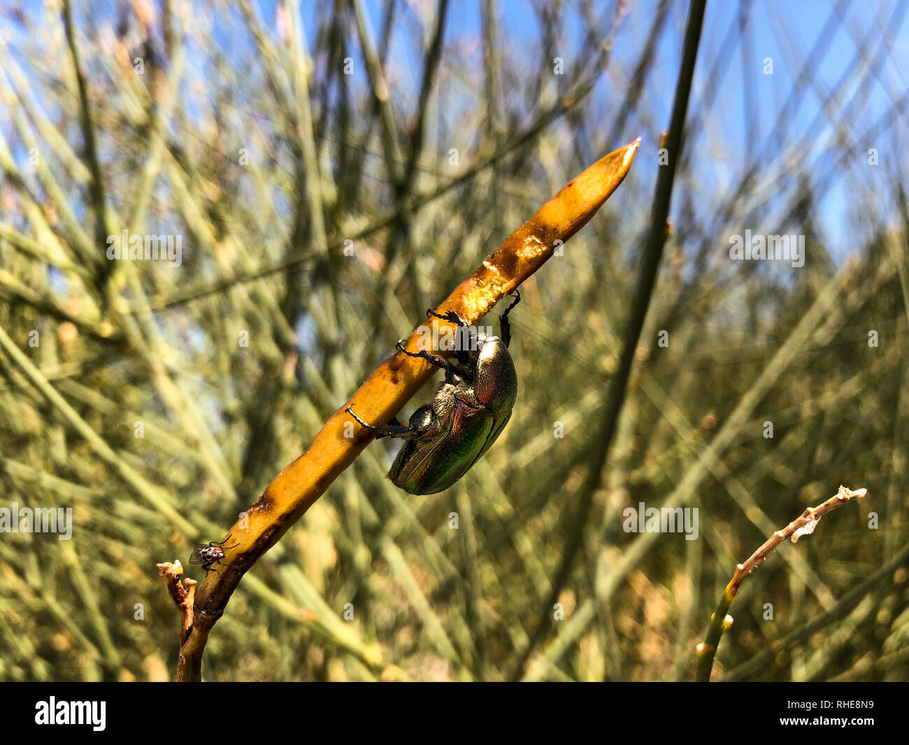 Dung beetle on a plant. Stock Photo