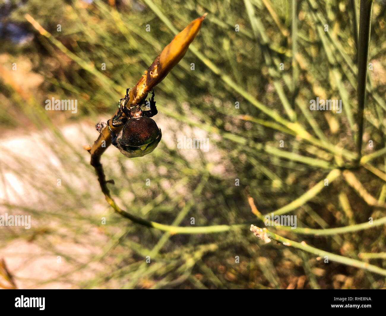 Dung beetle on a plant. Stock Photo