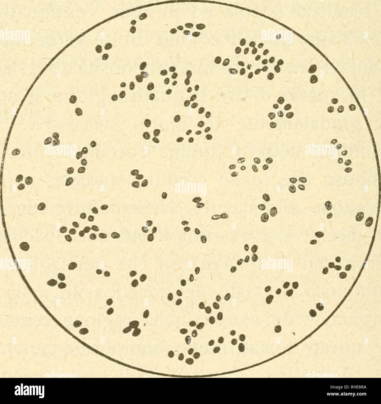 File:Agar.io gameplay1.png - Wikimedia Commons