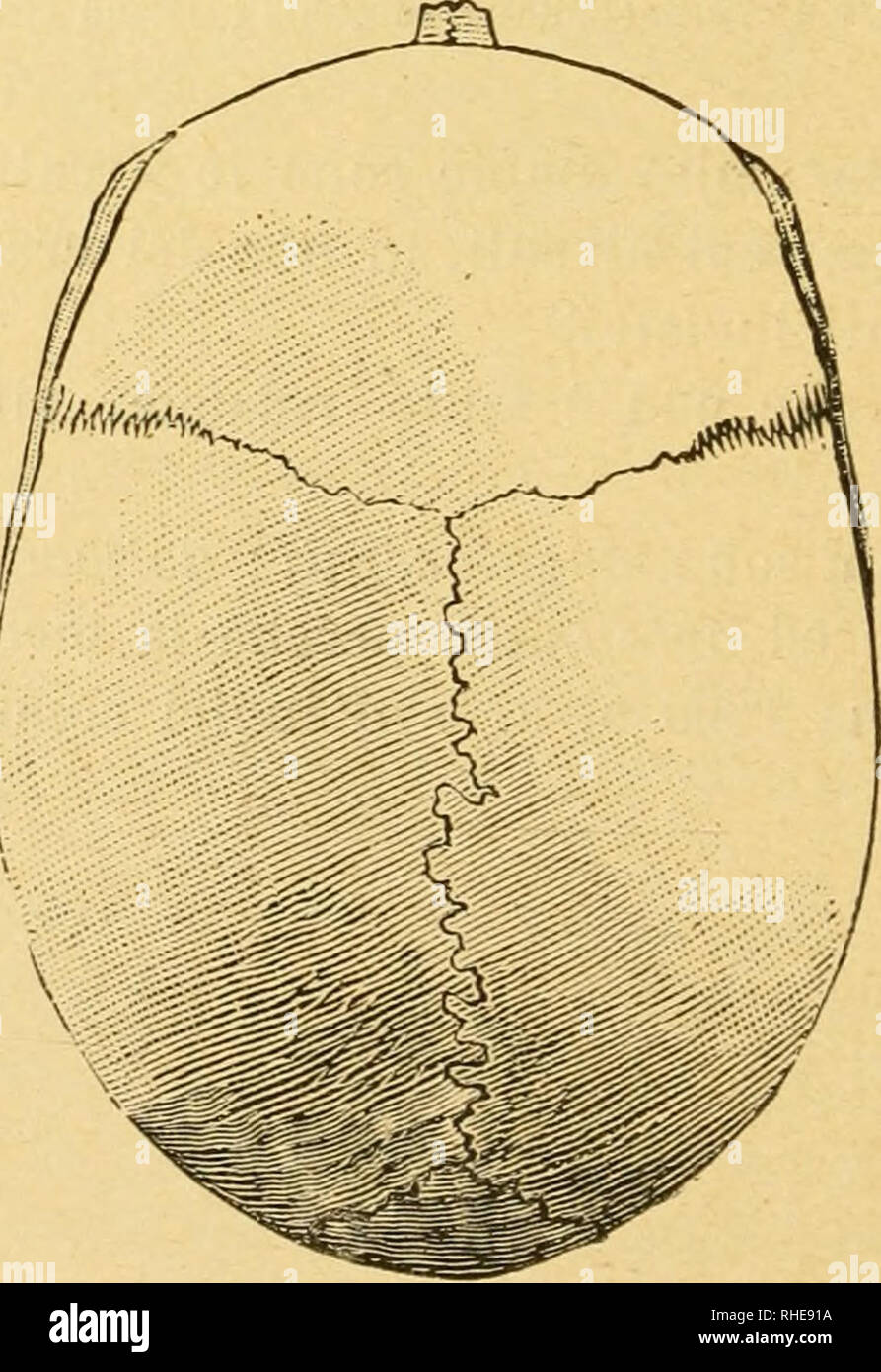 Indice cefalico hires stock photography and images Alamy