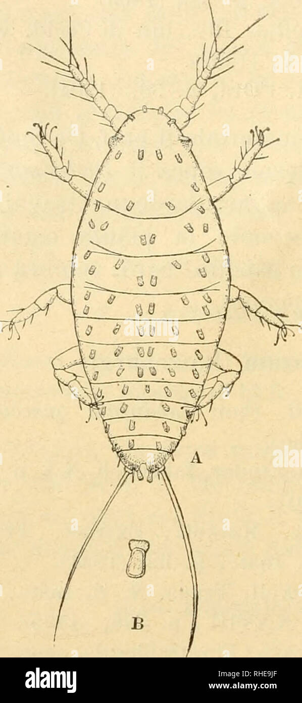 . Bollettino del Laboratorio di zoologia generale e agraria della R. Scuola superiore d'agricoltura in Portici. Zoology; Zoology, Economic; Entomology. — 156 - 7. — Kermes bacci forni is n. sp. Larva. Corpo ovale allungato, airirmanzi rotondato, posterior- mente finito in due lobi bene manifesti. Segmenti del corpo ab- bastanza bene distinti tra loro. Dal lato del dorso il corpo presenta. Please note that these images are extracted from scanned page images that may have been digitally enhanced for readability - coloration and appearance of these illustrations may not perfectly resemble the ori Stock Photo