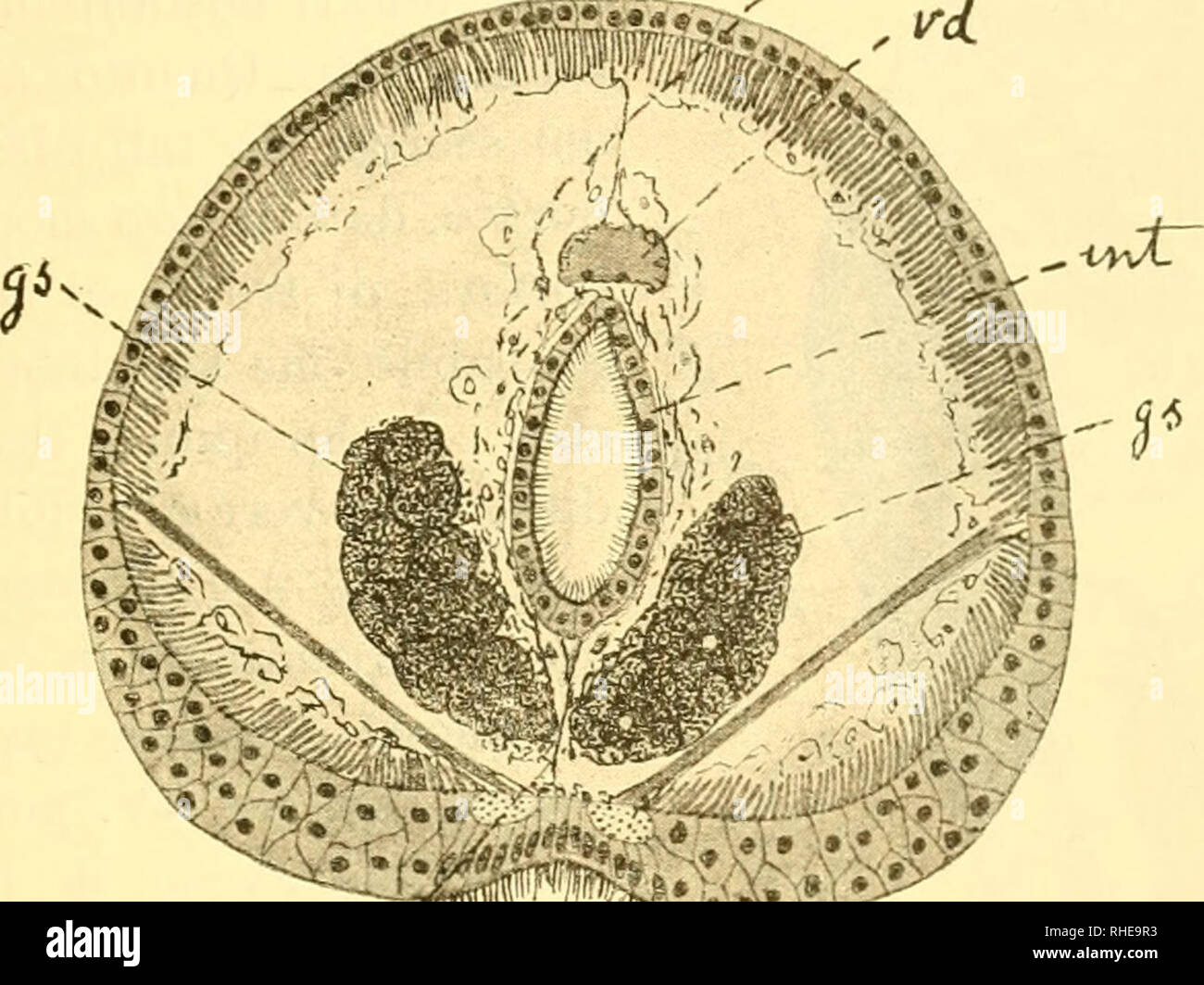 Bollettino Della Societa Dei Naturalisti In Napoli Natural History Natural History Italy Geology Science Paleontology
