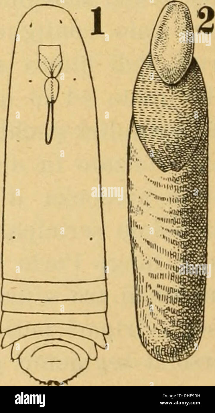 . Bollettino del Laboratorio di zoologia generale e agraria della R. Scuola superiore d'agricoltura in Portici. Zoology; Zoology, Economic; Entomology. Fig- XXVII. Follicolo femminile di Di naspis LoÃ¬(nsbÃ¬(rÃ¬/t. Ã¬cYiimina. â Corpo allungato, stretto, leggermente piriforme e coi diversi segmenti che lo compongono poco distinti tra loro. Segmenti addominali non sporgenti lateral- mente in lobi bene manifesti e gli ultimi tre, precedenti il pigidio, coi margini laterali provvisti di un' unico pelo filiera abbastanza lungo e robusto. Antenne tubercoliformi fornite di un lungo flagello ripiegat Stock Photo