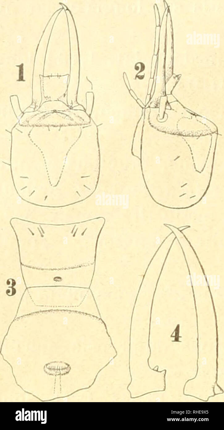 . Bollettino del Laboratorio di zoologia generale e agraria della R. Scuola superiore d'agricoltura in Portici. Zoology; Zoology, Economic; Entomology. — 114 — Operarius. Corpus stramineum capite cremeO;, abdomine cibi con- tenti causa pallide cinereo. Caput clypeo bene inflato , antennis 14-articulatis, articulo secundo quam tertius paullum longiore, articulo tertio divisioneni basalem obsoletammonstrante, quam quartus fere Vs longiore, articulo quinto quam quar- tus V3 longiore. Pronoti lobus anticus margine medio vix sinuato. Pedes quam idem militis parum magis setosi. Abdominis tergita set Stock Photo