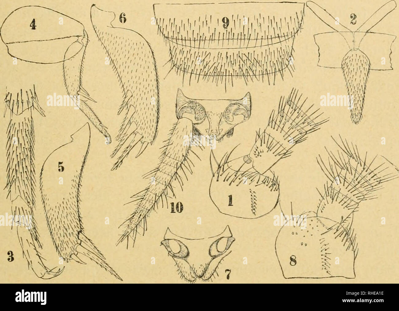 . Bollettino del Laboratorio di zoologia generale e agraria della R. Scuola superiore d'agricoltura in Portici. Zoology; Zoology, Economic; Entomology. — 233 — et feraoris tertii parte infera proximali plus minusve pallide avel- lanea, antennis (pi'aeter basim et partem apicalem) et cercis ca- staneis vel nigTO-castaneis.. Fig. IX. 1. Fcniinae antennae articuli l-ö ; 2. metasterni appemlix; 3. ) edis paris scfundi tibiar apex, tarsns et praetar.sus; 4. pes paris tertii a femore externe inspeeti; 5. ejustlem tibia externe inspeeta; 0. e.jusilem tibia interne inspeeta; 7. feniiuae abdominis pars Stock Photo