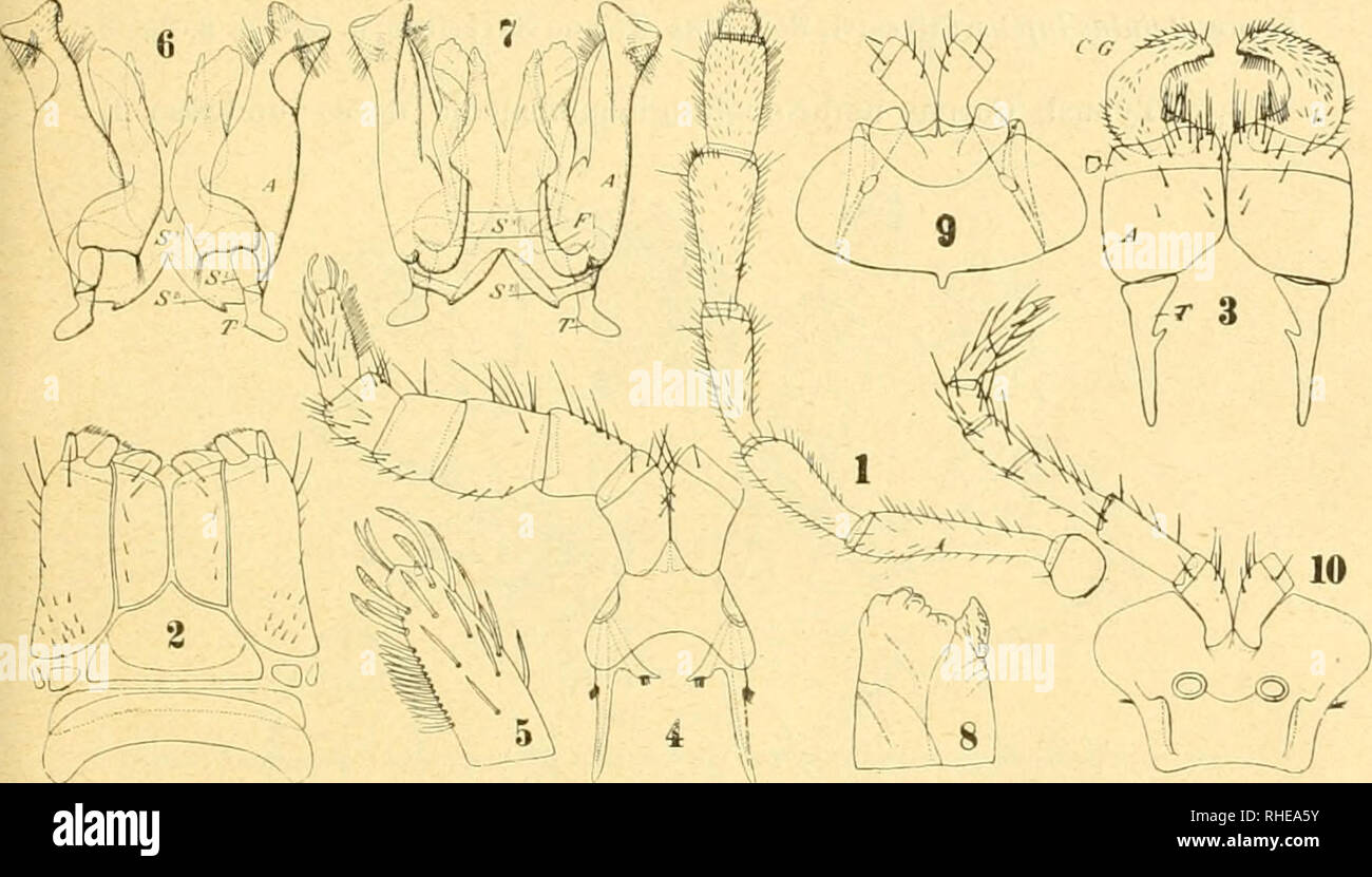 . Bollettino del Laboratorio di zoologia generale e agraria della R. Scuola superiore d'agricoltura in Portici. Zoology; Zoology, Economic; Entomology. — 319 — Segmentorum numerus 54. Long. Corp. mm. .30, lat. mm. 2,2, long, antennarum 3, pedum segmenti decimi 1,90. Habitat. Ecuador: Valle del Zamora, S. José (Dr. E. Festa legitj. Stemmiulus pictus Silv. Stemmatoiiduspictus Silvestri, Boll. Mus. Torino XII11898), n. 324, p. &quot;2, fig. 2. (Typus!) Corpus isabellinum dorso fasciis duabus latis subfuligineis, ad poros umbrino parum marmoratis, pedum articulis 3-6 umbrinis.. Tff. XXVIT. stemmi Stock Photo