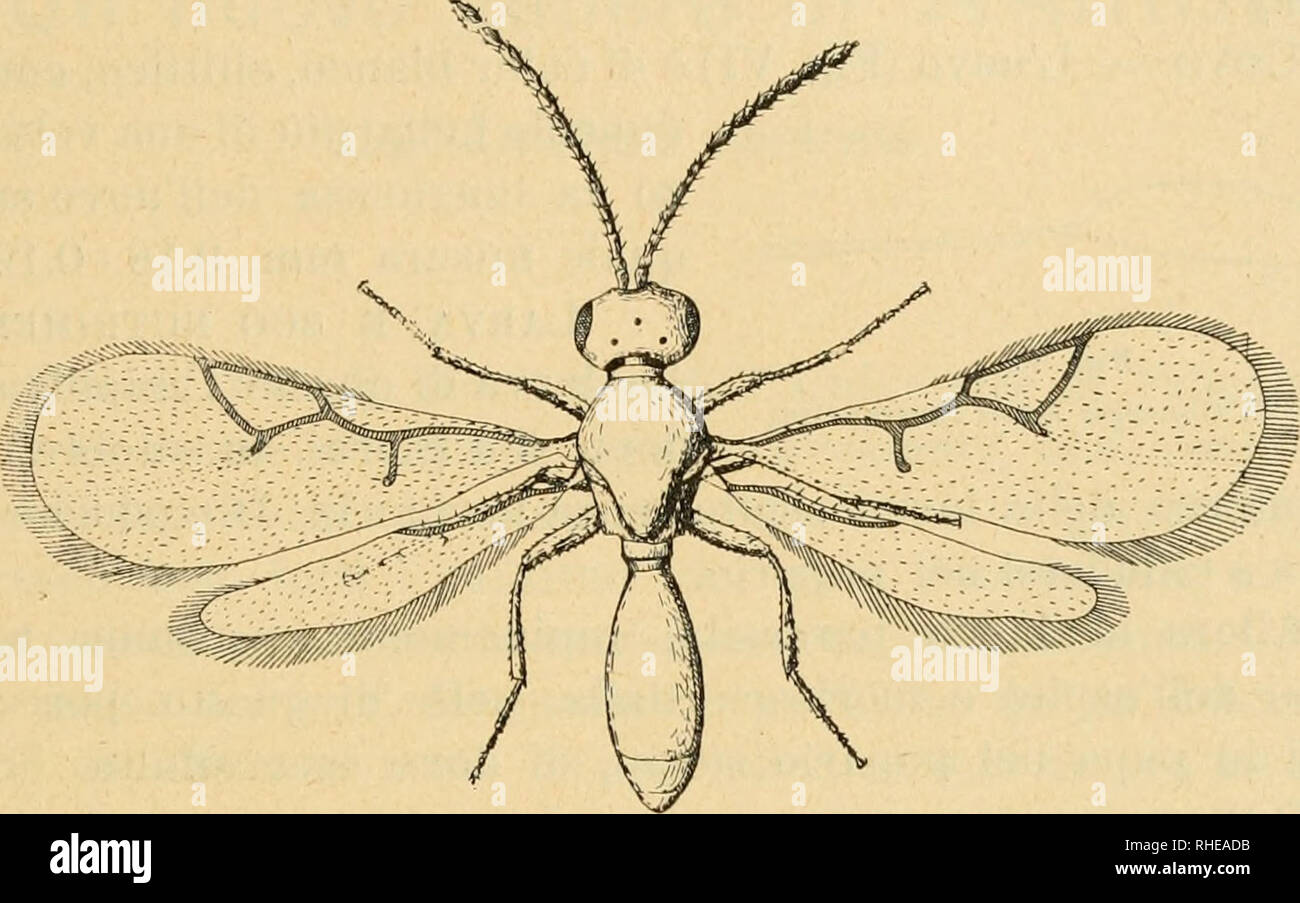 . Bollettino del Laboratorio di zoologia generale e agraria della R. Scuola superiore d'agricoltura in Portici. Zoology; Zoology, Economic; Entomology. - 173 - Nutrimento. â E' lo stesso del Pachiineuron vindemmiae. Accoppiamento. â Il mascliio con le ali aperte e vibi-anti insegne la femmina e ragginnt.ala le sale addosso Questa, alloi-a, si ritira su se stessa, drizza le antenne in alto e le curva ver'so. Fig. V. Ailulfo ili (;it)U i^iuali (iiif;-r;ii(lito). l'estremitÃ in fuori, rimanendole un pÃ² divaricate mentre il ma- schio, a sua volta, le curva indieti'o all'ultimo quarto, muove len- Stock Photo