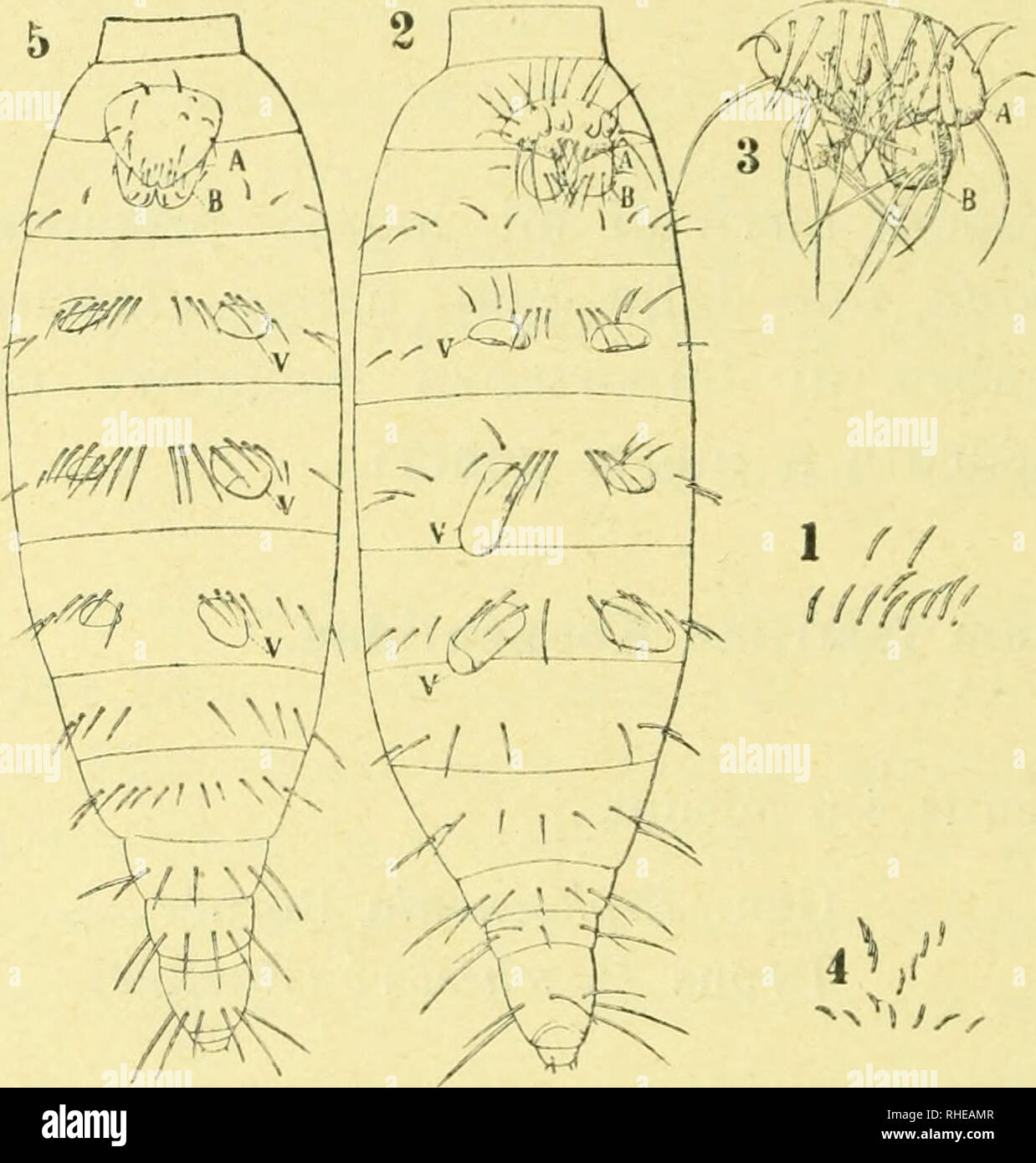 . Bollettino del Laboratorio di Zoologia Generale e Agraria. Entomology. — 212 — Prokoenenia califormica sp. n. Prosoma. Organimi frontale sensitivum medianum c duplo la- tius quam longius, brachiorum apice parum attenuato ; organum sensitivum laterale appendicibus foliaceis saltem 5 compositum.. Fig. i. Prokoenenia cali fornica: 1. setae sternales : 2. abdo- nem supinuni (panini obliquimi): A segmenti secundi et B tertii appendiees,V vesiculae pulmonales; 3. seg- menti secundi A et segmenti tertii B appeudices ; 4. Prokoenenia Wheeleri: setae sternales; 5. ejnsdem abdomen supinnm.. Please not Stock Photo