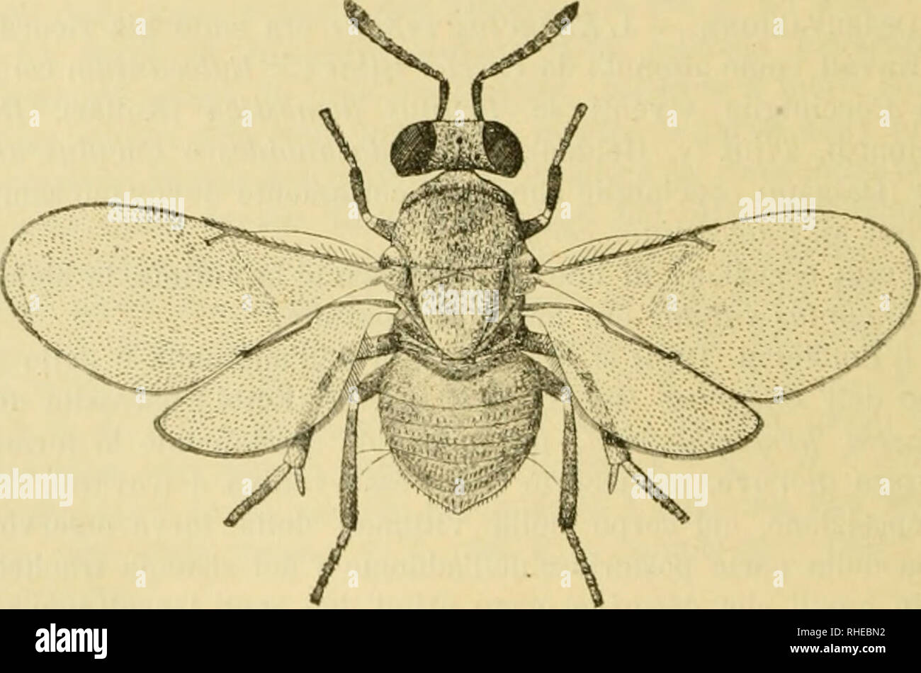 . Bollettino del Laboratorio di zoologia generale e agraria della R. Scuola superiore d'agricoltura in Portici. Zoology; Zoology, Economic; Entomology. - 164 - Encyrtus serkaiix Dalmaii, Svensk. V(&gt;.t-Akad. llaiidl. XLI (1x21)), p. 363; Nees, Hymen. Iclineuiii. affin. Monogr. II (1834), p. 247; Ratze- burg-, Iclincuni. d. Forstinsct-t. III. (1852), p. 193. Encyrtus machaems ^^â alker, Ent. Ma^. IV (18;J7 p. 4(;(); Idem, Ann. et Mag. nat. Hist. XIV, 1814, p. 185. Microtevyx sericetts Thomson, Ilymeu. Scandin. IV. P. 1. (1875), p. 156. lilaslolhrix sericea Mayr, Verh. zool. bot. Ges. Wien XX Stock Photo