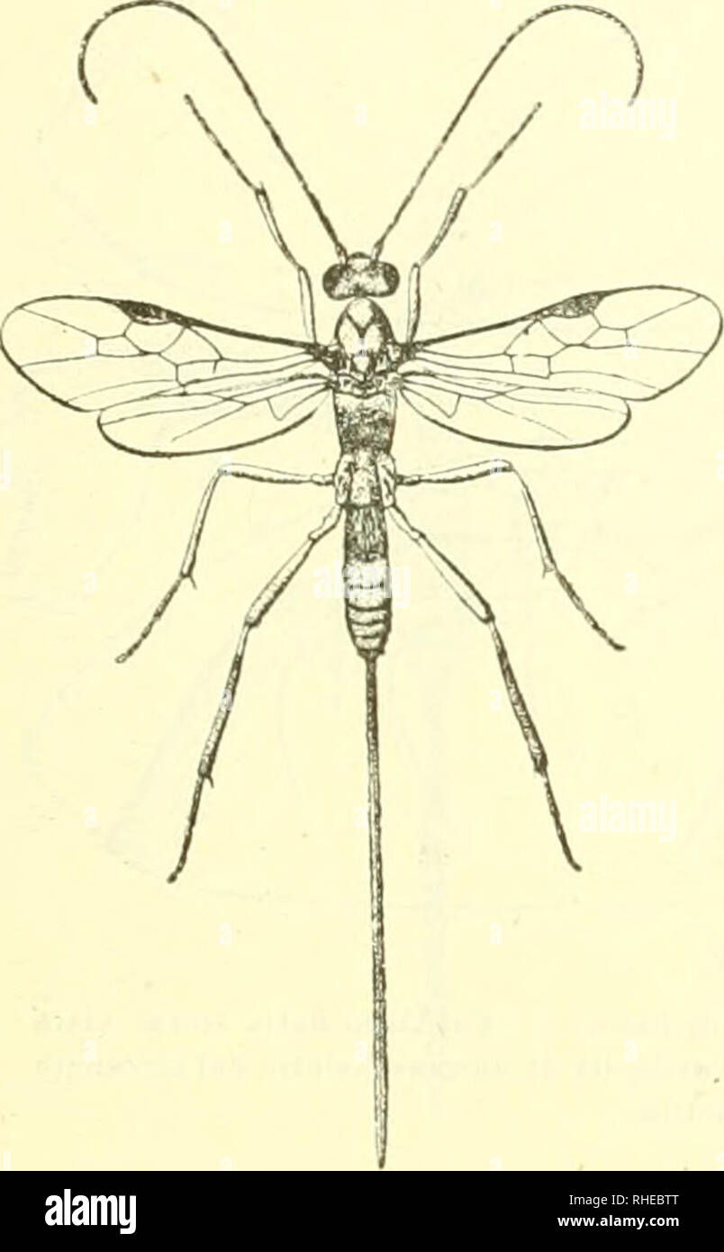 . Bollettino del Laboratorio di zoologia generale e agraria della R. Scuola superiore d'agricoltura in Portici. Zoology; Zoology, Economic; Entomology. 2A^^ â molto convessi, nudi, antenne di 40 articoli, sottili. Ultimi due articoli dei palpi cilindrici e fra di loro uguali in lunghezza. Torace coi solchi parapsidali larghi, profondi, fossulati e congiunti a poca distanza dal solco prescutellare, che ha due grandi fosse me- diane Ã© due piccolissime fosse per lato; la parte mediana del mesoscuto Ã¨ abbastanza convessa e liscia; il postscutello Ã¨ liscio, il parascutello Ã¨ liscio ed ha una pr Stock Photo