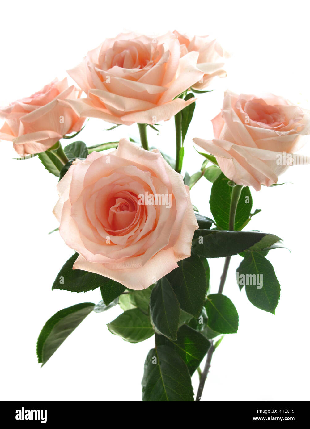 beautiful bouquet of pink roses on a white background Stock Photo - Alamy