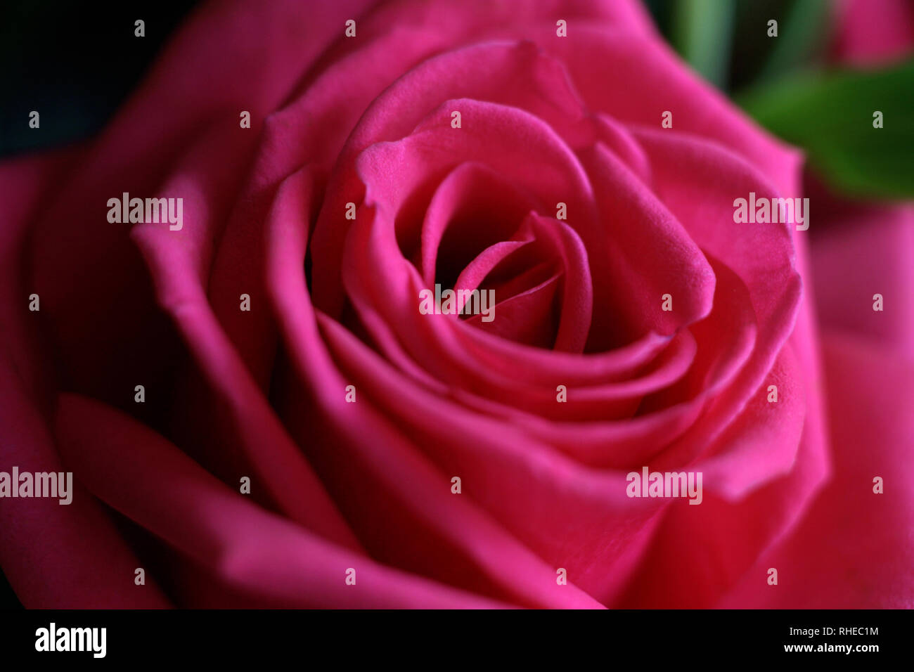 closeup picture of beautiful rose Stock Photo