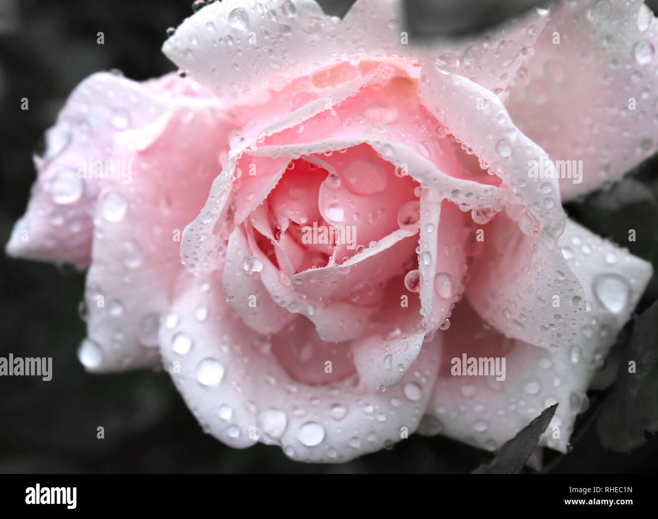 closeup of beautiful pink rose with water drops Stock Photo - Alamy