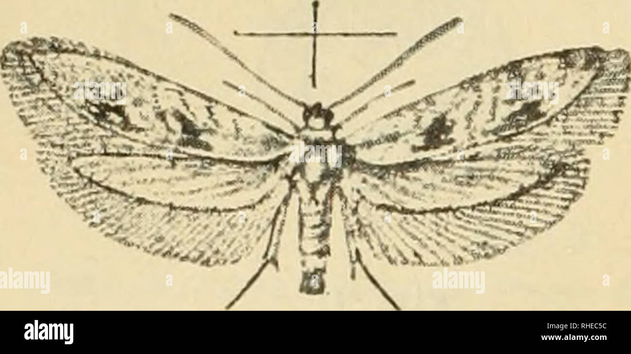 . Bollettino del Laboratorio di zoologia generale e agraria della R. Scuola superiore d'agricoltura in Portici. Zoology; Zoology, Economic; Entomology. 92 Adulto. Fig. 10 Adulto di Pra&gt;/s (ingrandito circa 3 'â¢olte). Corpo (Fig. 10) di color grigio a riflessi argentei con una macchia nera sull'estremitÃ dello scutello. Ali anteriori grigie a riflessi argentei con squame sparse fosche o nerastre piÃ¹ o meno numerose, con una o due macchie nere poco innanzi la parte mediana dell'ala, che ad ali chiuse (Fig. 11) sono affatto dorsali, e due piccole macchie nere submar- ginali superiori (o inte Stock Photo