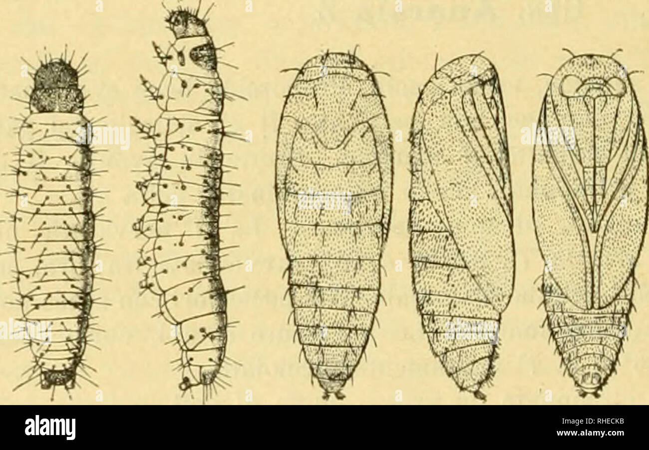 . Bollettino del Laboratorio di zoologia generale e agraria della R. Scuola superiore d'agricoltura in Portici. Zoology; Zoology, Economic; Entomology. â 52 â Adulto. Femmina. â Ali anteriori grigie, con macchie di colorito nero e strisce longitudinali, anche nere, sul margine anteriore. La superfÃ¬cie Ã¨ cospersa di tratti neri, interrotti da punti chiari. Antenne, come nel genere. Lunghezza del corpo, ad ali chiuse, min. 5,1-5,7; apertura delle ali zr mm. 11-14. Maschio. â Antenne descritte nel genere (1). Oro. L'ovo Ã¨ leggermente ellittico ed alquanto schiacciato ai poli, a su- perficie on Stock Photo