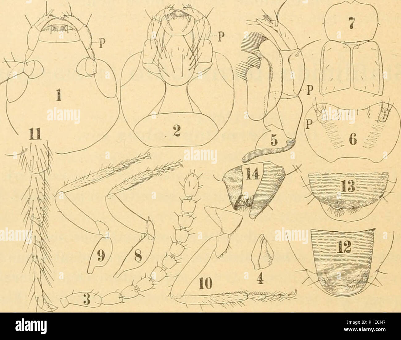 . Bollettino del Laboratorio di zoologia generale e agraria della R. Scuola superiore d'agricoltura in Portici. Zoology; Zoology, Economic; Entomology. — 38 Palpus labialis (Fig. 11, G P) minimus est, 2-articulatus articulo primo interne aliquantum producto, articulo secundo processura. Fig. II. 1. Caput promim; 2. caput supinum, P palpus niaxillaris; 3. antenna; 4. mandibula altera; 5. maxilla primi paris supra inspecta, P palpus; 6. labium, P palpus; 7. tho- rax prouus; 8-10. pes i&gt;rimi, secundi, tertii paris; 12. tibiae apex et tarsus et prae- tarsus jiaris tertii; 12-14. abdominis par p Stock Photo