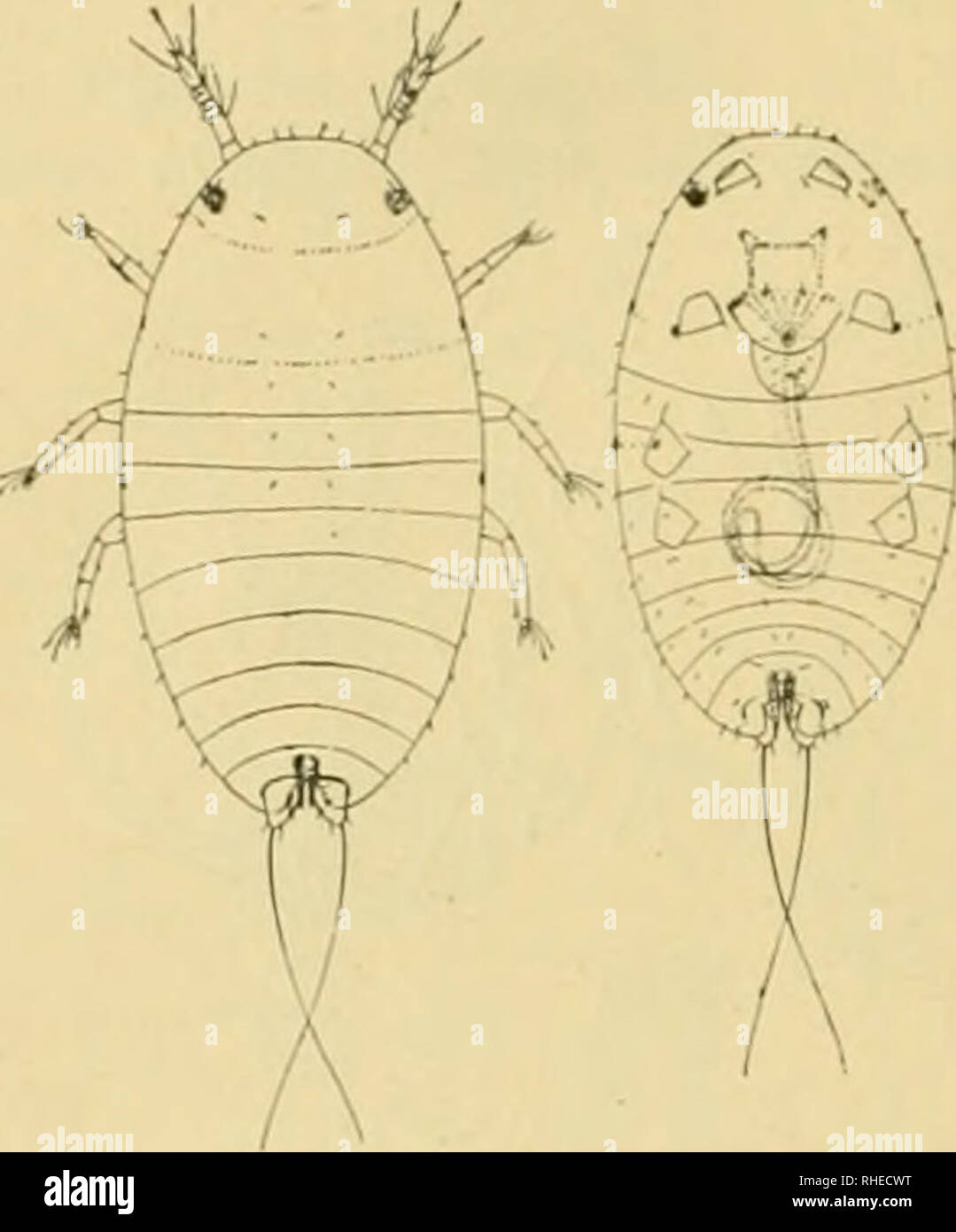 Bollettino Del Laboratorio Di Zoologia Generale E Agraria Della R Scuola Superiore D Agricoltura In Portici