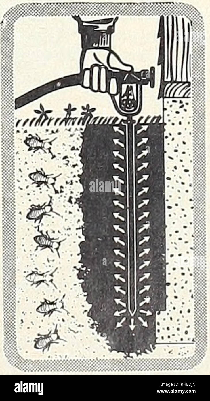 Iron deficiency roses hi-res stock photography and images - Alamy