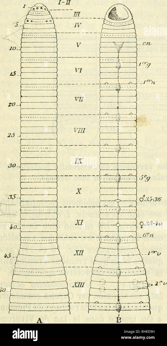 . Bollettino dei Musei di zoologia ed anatomia comparata della R. UniversitÃ di Torino. Zoology. 53 â â N. iessulafa Risso (partim), 1826. â N. vulffaris Moquin-Tandon (partim), 1826; De Filippi (partim), 1837. â HÃ¹nido {ErjJoMella) vul- garis de Blainville (partim), 1827. â Nephelis octoculata Moquin-Tandon (partim), 1846. ICONOGRAPHIE. â Carena (23), pi. XI, flg 9-14; De Filippi (31), fig. Ili et VII-XI; Moquin- Tandon (52), pi. Ili, sauf les fig. 7, 9 et 11. DiAGNOSE. â Corpus noncolor, nigricans, fulvum aut siibru- brum, ventre pallidiori, dorso interdum maculis nigris ornato. Pori genita Stock Photo