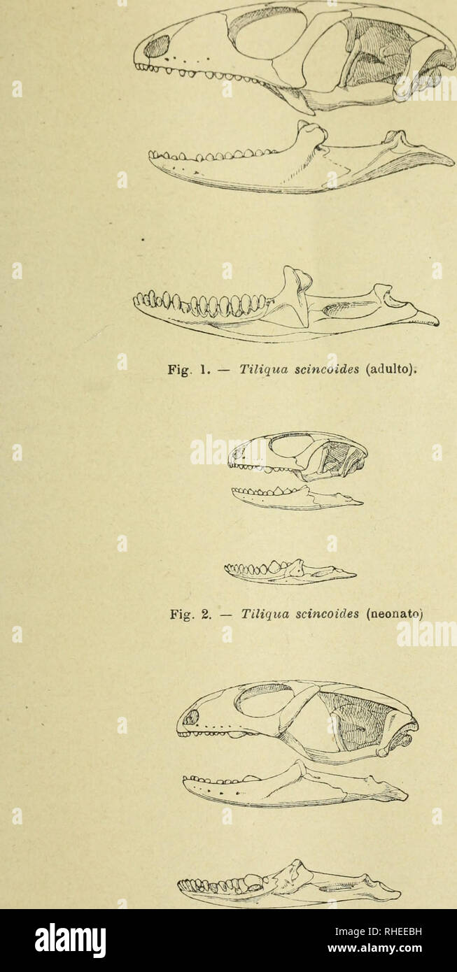 . Bollettino dei Musei di zoologia ed anatomia comparata della R. Universita? di Torino. Zoology. lioUcttiuo (lei Miis. di Zool. e Aii:il. comicir. N. 217.. Fig. 3. — Hemisphaeriodon Gerrardii (adulto).. Please note that these images are extracted from scanned page images that may have been digitally enhanced for readability - coloration and appearance of these illustrations may not perfectly resemble the original work.. Universita? di Torino. Musei di zoologia ed anatomia comparata. Torino : Accame Stock Photo