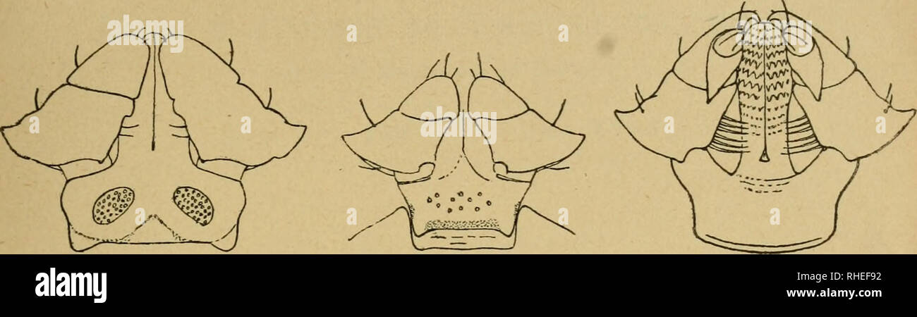 . Bollettino dei Musei di zoologia ed anatomia comparata della R. UniversitÃ di Torino. Zoology. â 3 â solco che separa l'ultimo dal penultimo ; tutti i festoni presentano poi un'orlatura rossastra, che manca nel lato interno ; le punteggiature dello scudo sono fitte, distinte, non molto profonde; le figure 2, 3, 4 rap-. Fisf. 2 8. Fig. 3 2. Fig. 4 2- presentano il rostro dei due sessi. Come ho notato, questa specie Ã¨ prevalentemente asiatica, ma Ã¨ stata trovata anche in Grecia. 6. Haemaphysalis punctata Can. et Fanz. Due individui, i 5 e I 9) raccolti a Kattabia, senza indicazione di ospite Stock Photo