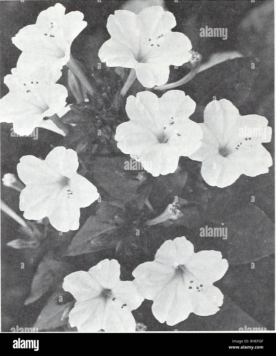 . Bolgiano's spring 1971. Nurseries (Horticulture) Catalogs; Bulbs (Plants) Catalogs; Seeds Catalogs; Vegetables Catalogs; Gardening Equipment and supplies Catalogs. 687. Double Gloriosa Daisy. Pkt. 50c. 756. Four o'Clock. Pkt. 25c. Four o'clock (Marvel of Peru) A. 756. Mixed Colors. Bushy plants to 2}^ feet with myriads of red, yellow or white flowers opening at about 4 P.M. Pkt. 25c. Foxglove (Digitalis) b. 727. Excelsior Hybrids. Giant-flowered mixture with nearly horizontal florets. Pkt. 25c. /^^t 770. Foxy. All-America Selection for 1967. Blooms first ^) season. Full color range. 2]4 to Stock Photo