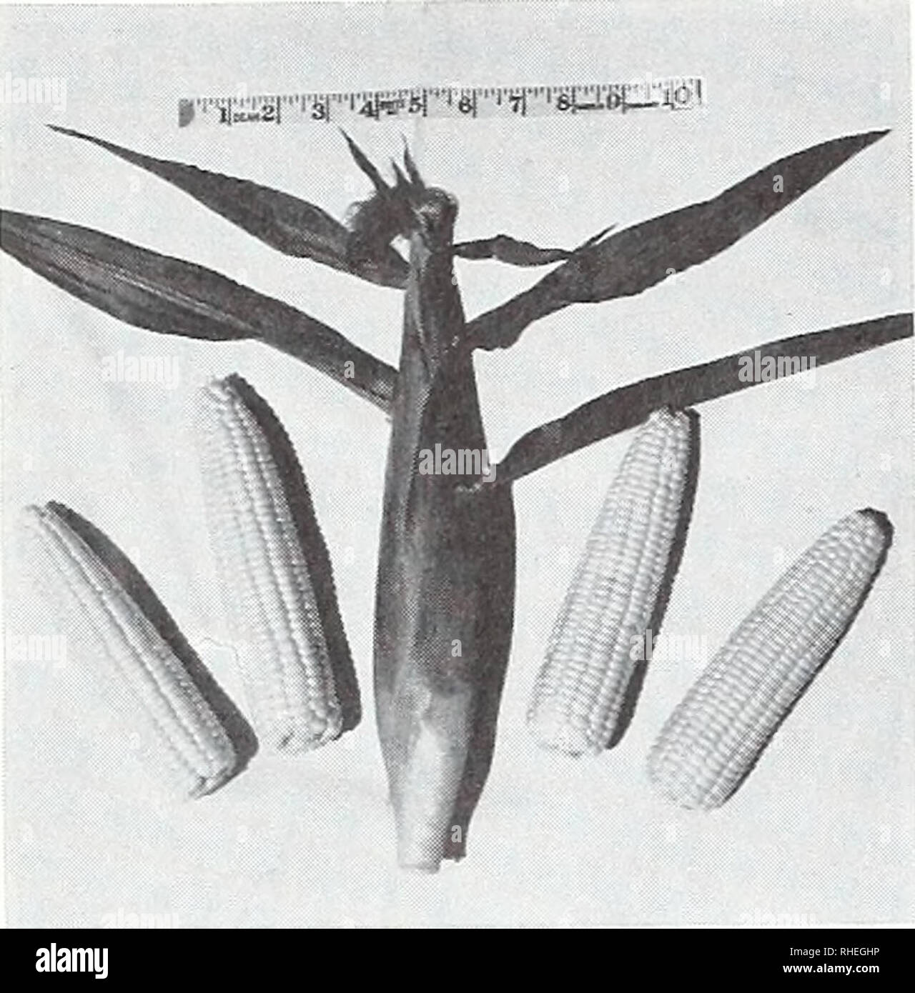 Bolgiano S Spring 1969 Nurseries Horticulture Catalogs Bulbs Plants Catalogs Seeds Catalogs Vegetables Catalogs Gardening Equipment And Supplies Catalogs You Ve Never Eaten Sweet Corn Until You Ve Raised Your Own 523 Early Sunglow
