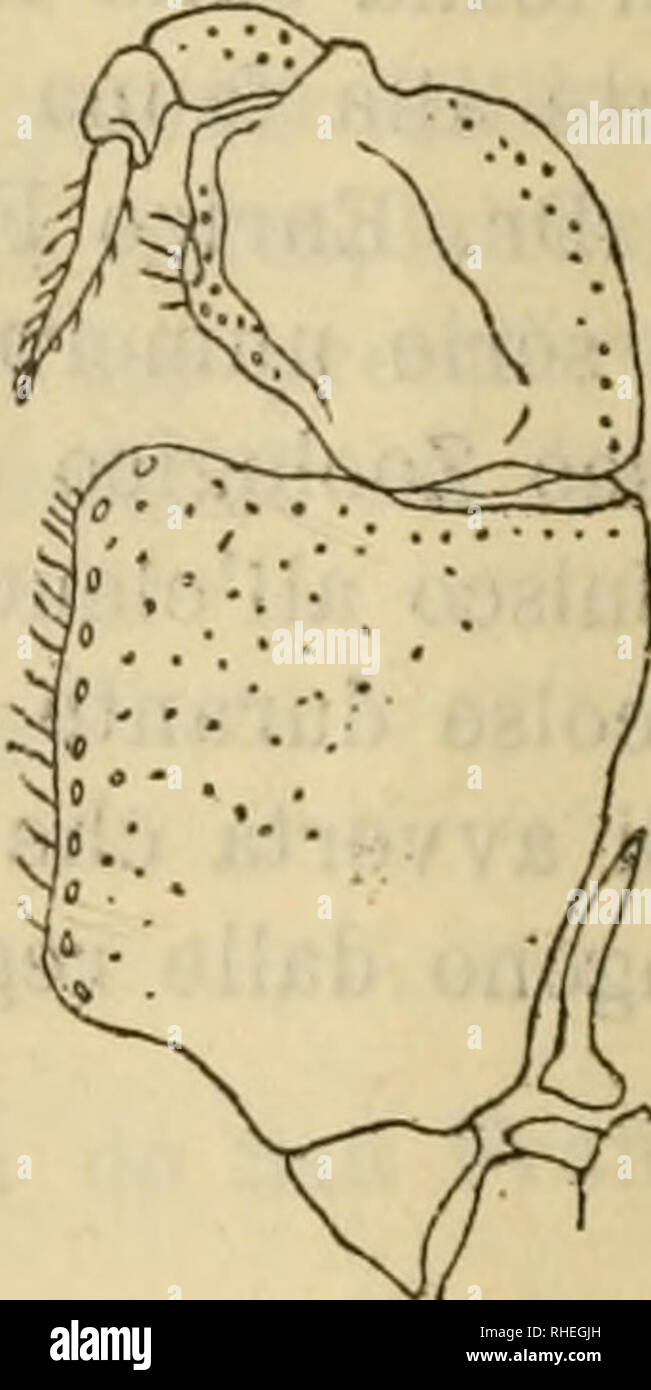 . Bollettino dei Musei di zoologia ed anatomia comparata della R. UniversitÃ di Torino. Zoology. â 2 â 2. Panopeus Herbstii. H. Milne Edwards (16), t. I, pag. 403. â Benedict and Rathbun (1), pag. 358, pi. XIX, flg. 1-2. â (1 d&quot; e 1 5. Colon). 3. P. planus Smith. â Bened. Rathb. (]), pag. 369, pi. xxiv, fig. 10-11. â (Id&quot;. Panama). 4. P. xanthiformis A, Milne Edwards (15), pag. 353, pi. 53, fig. 4. â (2d&quot;. Colon). 5. P. chilensis H. Milne Edwards et Lucas (17), pag. 16, pi. 8, fig. 2. â (1 d. Rio Sabana (Darien)). 6. Leptodius ftoridanus (Gibbes) A. Milne Edwards (15), p. 268, p Stock Photo