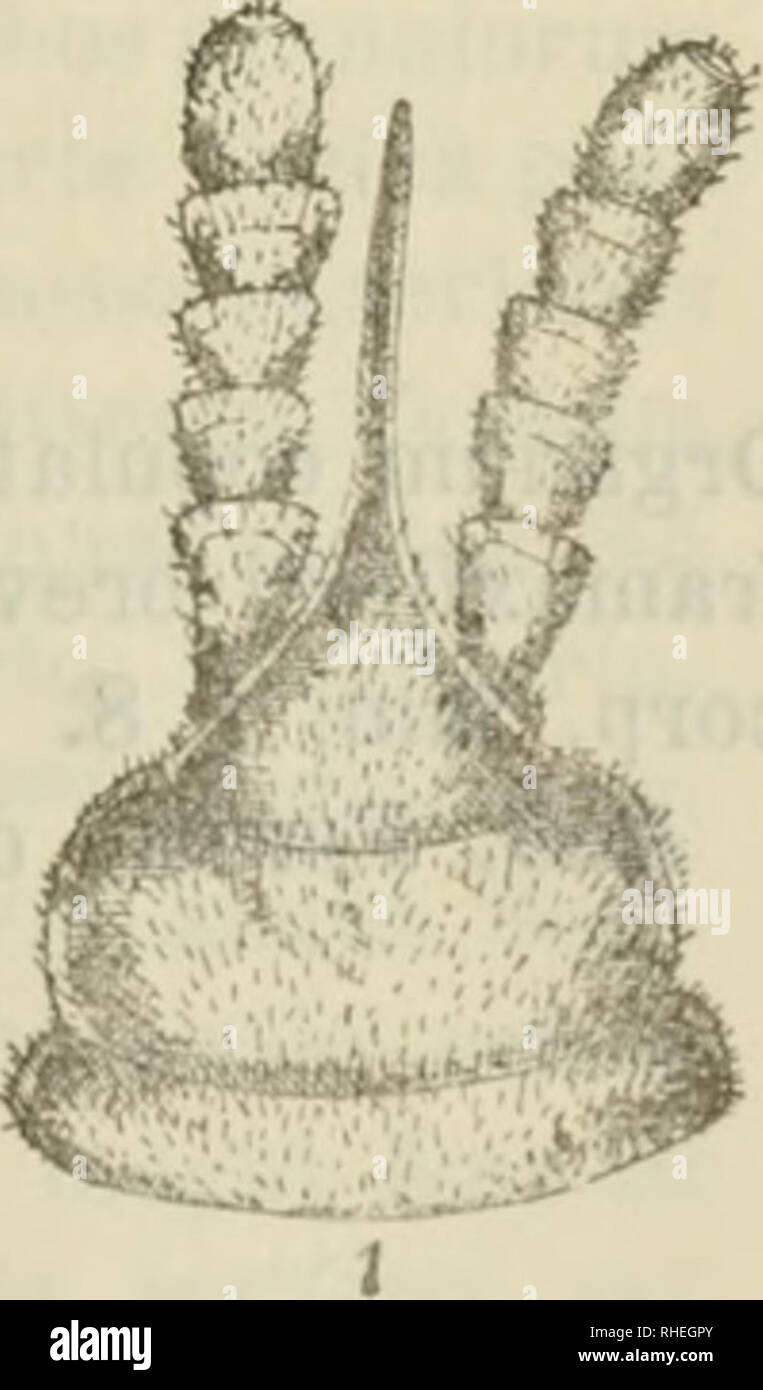 Bollettino Dei Musei Di Zoologia Ed Anatomia Comparata Della R Universita Di Torino Zoology Fa Bollettino Dki Musei Di Zoologia Ed Anatomia Comparata I L I Q R A Iella U Lliilta Rhata