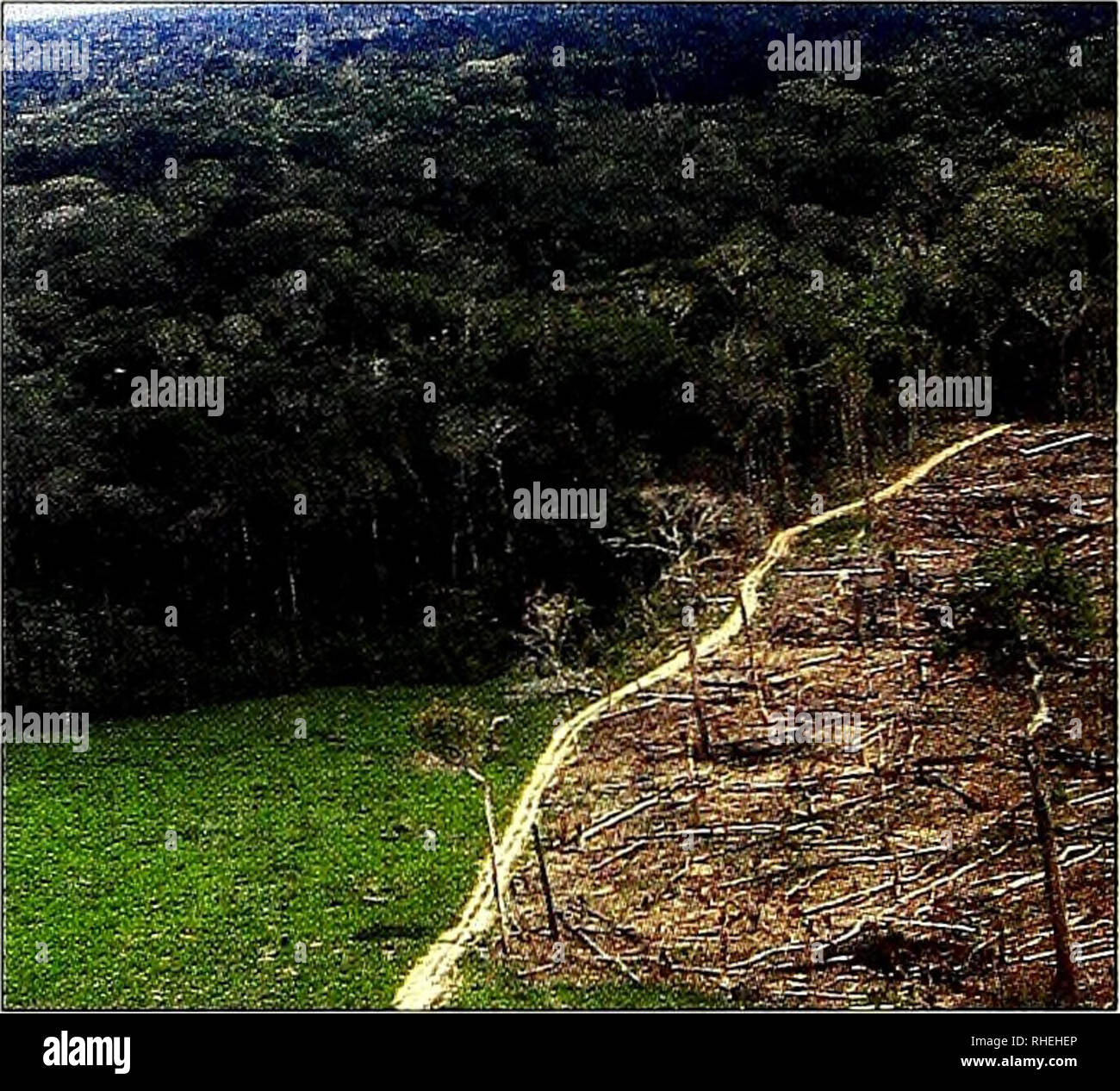 Diversidad de plantas y animales hi-res stock photography and images ...