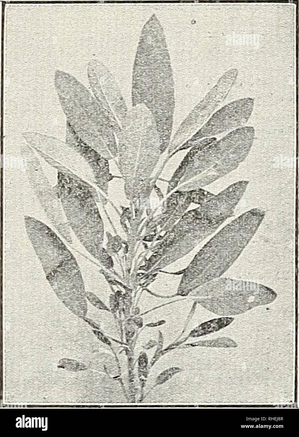 Bolgiano S Seed Store Bolgiano S Extremely Early I X L Tomato Seeds Maryland Baltimore Catalogs Vegetables Maryland Baltimore Catalogs Flowers Maryland Baltimore Catalogs Fruit Maryland Baltimore Catalogs Grasses Maryland Baltimore Catalogs