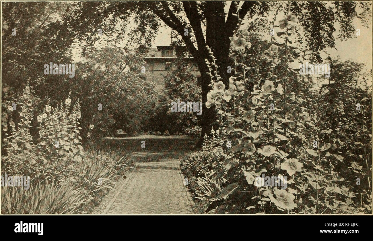 . Bolgiano's of Washington : new 1927 introduction the senator tomato. Nurseries (Horticulture) Catalogs; Bulbs (Plants) Catalogs; Vegetables Catalogs; Garden tools Catalogs; Seeds Catalogs; Flowers Catalogs; Poultry Equipment and supplies Catalogs. 52 F. W. BOLGIANO &amp; CO., INC., Washington, D. C. Hardy Perennial Flower Seeds and Plants. A BORDER OF HOLLYHOCKS AND GERMAN IRIS The &quot;Old-Fashioned Gardens&quot; of grandmother's day lovers are making these permanent gardens and using peren each year of familiar flower faces without the annual bother in advance of plants grown from seed, t Stock Photo