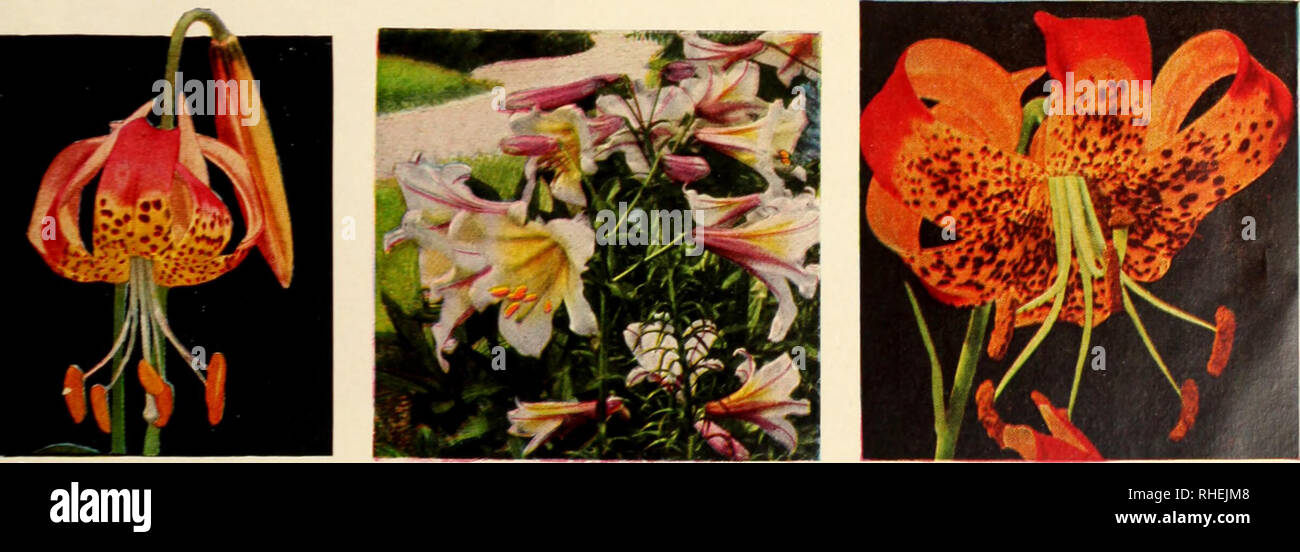 . Bolgiano's selected bulbs and plants for fall 1953 planting. Nurseries (Horticulture) Catalogs; Bulbs (Plants) Catalogs; Seeds Catalogs. LILIUM CANDIDUM CASCADE STRAIN 75c. each; 3 for S2.00; 57.50 per doz.. PARDALINUM GIGANTEUM 50c. each; 3 for S1.25; S4.75 per doz. LILIUM REGALE Jumbo bulbs, 55c. each; 3 for S1.50; S5.50 per doz. LILIUM, BELLINGHAM HYBRIDS 60c each; 3 for $1.60; $6.00 per doz.. Please note that these images are extracted from scanned page images that may have been digitally enhanced for readability - coloration and appearance of these illustrations may not perfectly resemb Stock Photo