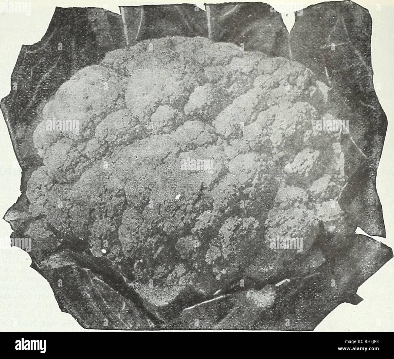 . Bolgiano's &quot;prosperity&quot; tomato. Seeds Maryland Baltimore Catalogs; Vegetables Maryland Baltimore Catalogs; Flowers Maryland Baltimore Catalogs; Fruit Maryland Baltimore Catalogs; Grasses Maryland Baltimore Catalogs; Gardening Maryland Baltimore Equipment and supplies Catalogs; Nurseries (Horticulture) Maryland Baltimore Catalogs. Trustworthy Vegetable Seeds For 1913 31 Cauliflower Chou-Fleur Colifior JBlumenfcobl One ounce ofseed will produce about 3000 plants. One-halfouncefurnished at ouncerates, and one-half pound fur- nislied at pound rates. CULTURE. For earliest Cauliflower, r Stock Photo