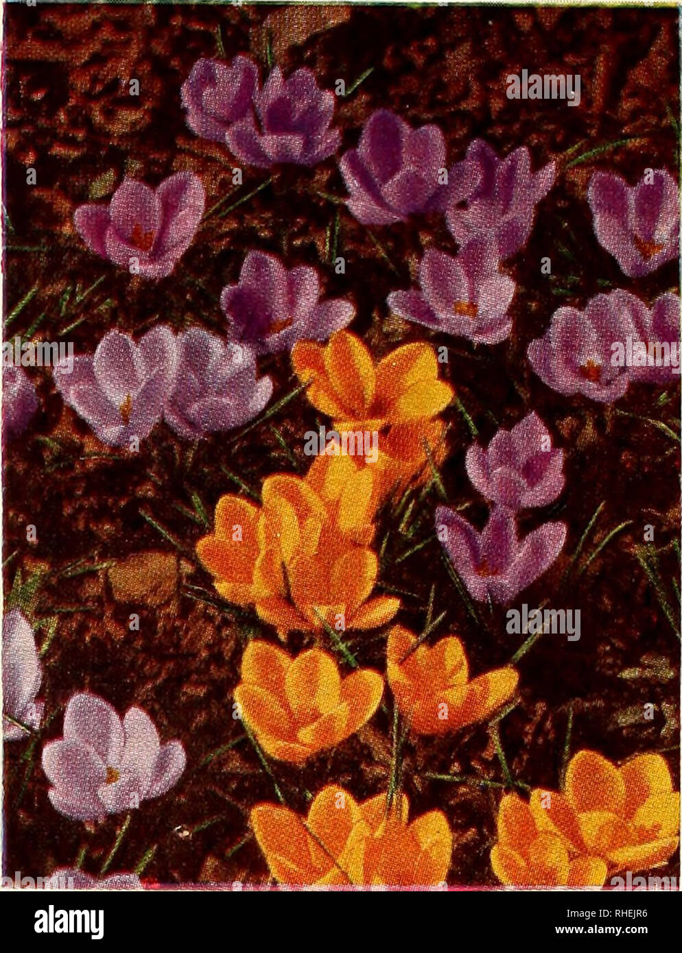 . Bolgiano's selected bulbs and plants for fall 1953 planting. Nurseries (Horticulture) Catalogs; Bulbs (Plants) Catalogs; Seeds Catalogs. CHIONODOXA 40c. per doz.; $2.75 per 100 COLCHICUM (Meadow Saffron). Autumn flowering. The flowers of this unusual plant resemble the Crocus. If planted in August or September the bulbs will flower in a very short time, but the foliage will not appear until spring. They will bloom, without soil or water, in a sunny window. Autumnale album. White. 35c. each; 3 for $1.00. Autumnale major. Rosy purple. 65c. each; 3 for $1.85. Autumn Queen. Large; violet-mauve.  Stock Photo