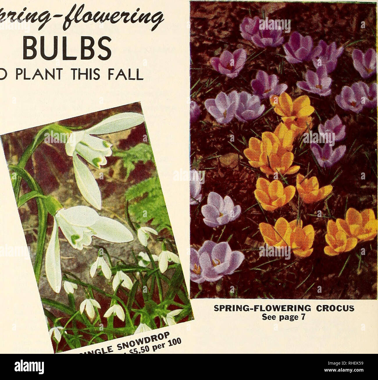 . Bolgiano's selected bulbs plants seeds for 1951 fall planting. Nurseries (Horticulture) Catalogs; Bulbs (Plants) Catalogs; Seeds Catalogs. ^rt&gt;-. Please note that these images are extracted from scanned page images that may have been digitally enhanced for readability - coloration and appearance of these illustrations may not perfectly resemble the original work.. F. W. Bolgiano &amp; Co; Henry G. Gilbert Nursery and Seed Trade Catalog Collection. Washington, D. C. : F. W. Bolgiano Stock Photo