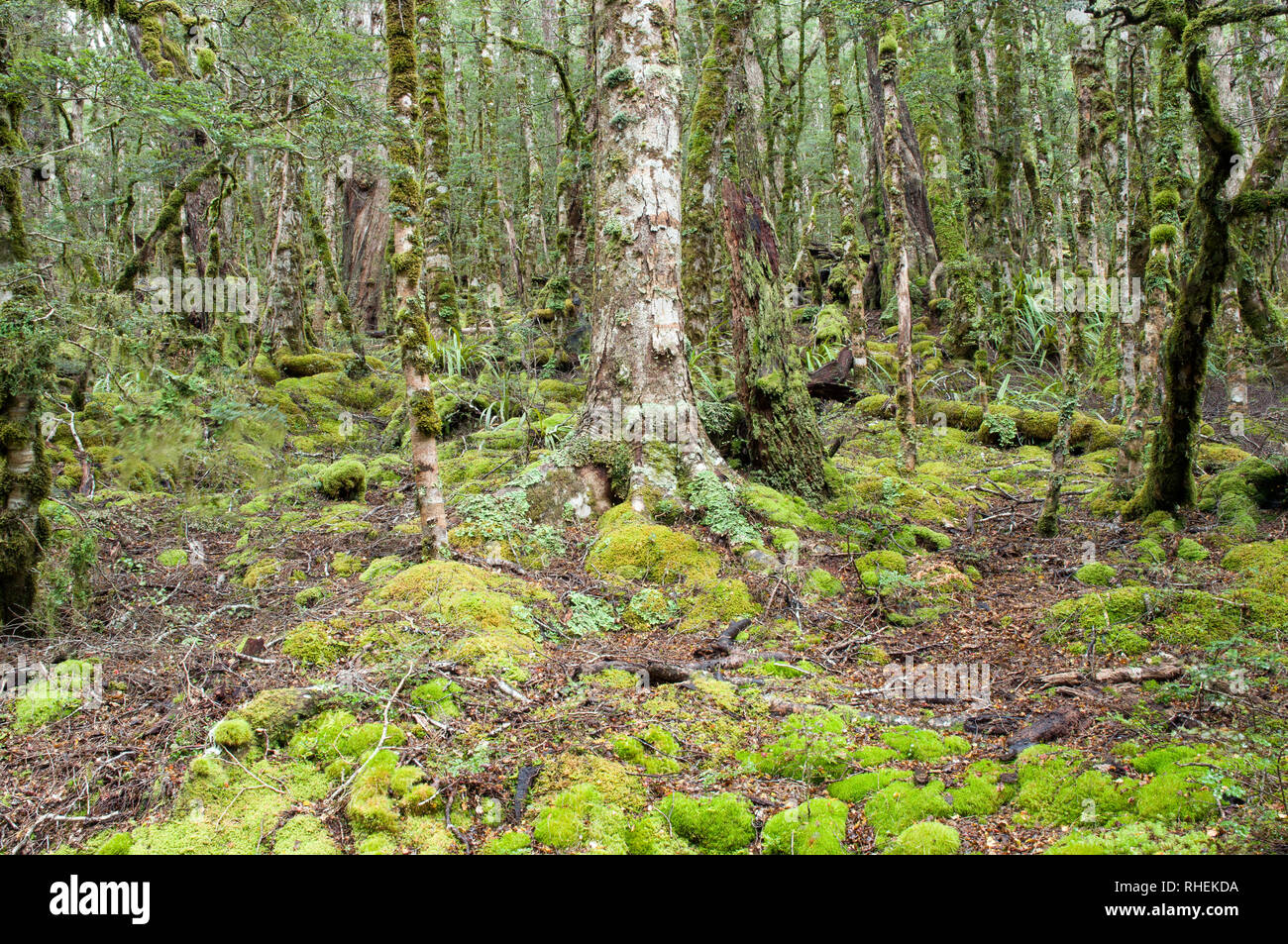 New Zealand ferns and moss rainforest Stock Photo